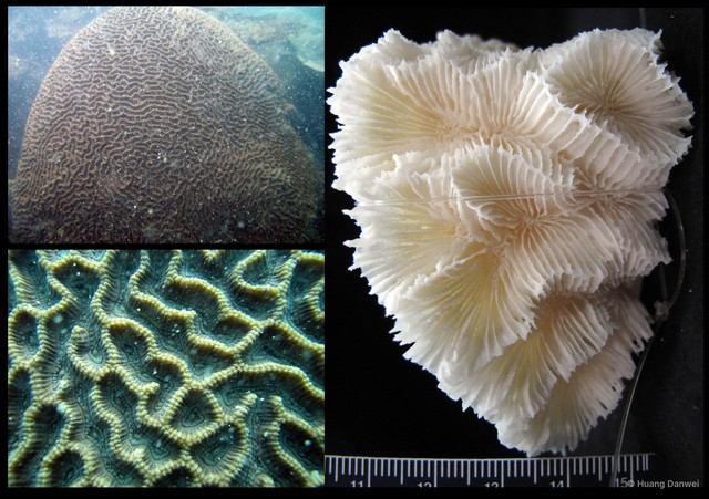 Oulophyllia crispa • © Huang Danwei • All Rights Reserved
