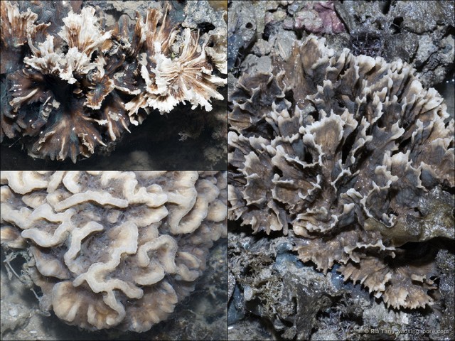 Pectinia sp. "4087034c" • © Ria Tan • All Rights Reserved