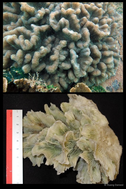 Pectinia crassa • © Huang Danwei • All Rights Reserved