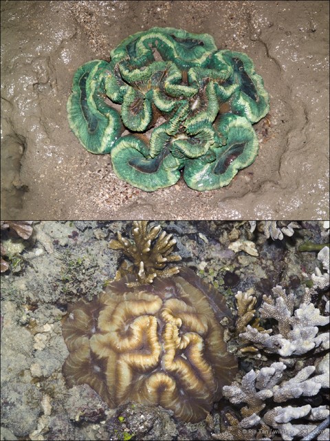 Trachyphyllia geoffroyi • © Ria Tan • All Rights Reserved