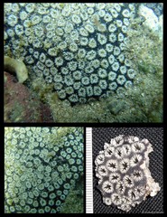 Oulastrea crispata • © Huang Danwei • All Rights Reserved