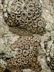 Oulastrea crispata • © Rene Ong • All Rights Reserved