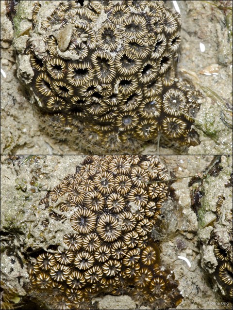 Oulastrea crispata