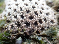 Oulastrea crispata • © Rene Ong • All Rights Reserved