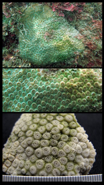 Plesiastrea versipora • © Huang Danwei • All Rights Reserved