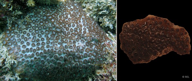 Plesiastrea versipora