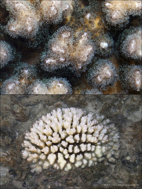 Pocillopora sp. "40870358" • © Ria Tan • All Rights Reserved