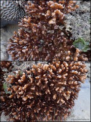 Pocillopora acuta