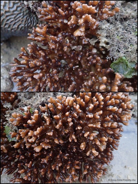 Pocillopora acuta • © Rosa Celia Poquita-Du • All Rights Reserved
