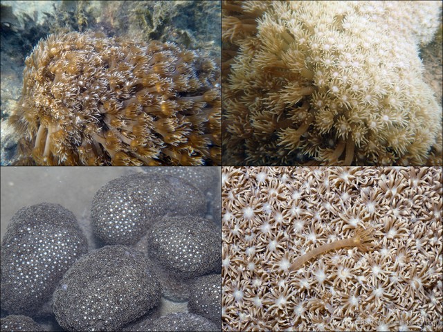 Goniopora sp. "40870355" • © Ria Tan • All Rights Reserved