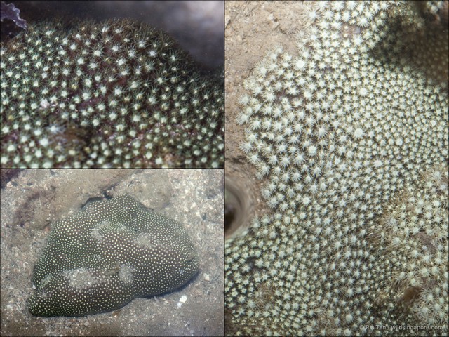 Goniopora sp. "4087035b" • © Ria Tan • All Rights Reserved