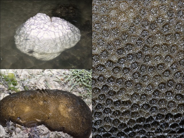 Porites sp. "4087035e" • © Ria Tan • All Rights Reserved