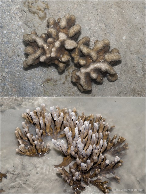Porites sp. "40870361" • © Ria Tan • All Rights Reserved