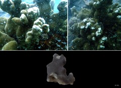 Porites sp. "IP0379"
