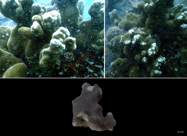 Porites sp. "IP0379" • © REL • All Rights Reserved