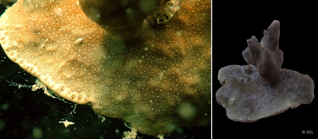 Porites sp. "IP0380" • © REL • All Rights Reserved