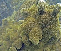 Porites deformis Nemenzo, 1955