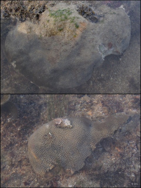 Porites lutea • © REL • All Rights Reserved