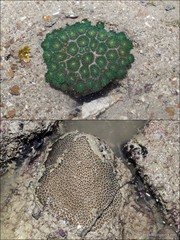 Pseudosiderastrea tayamai • © Ria Tan • All Rights Reserved