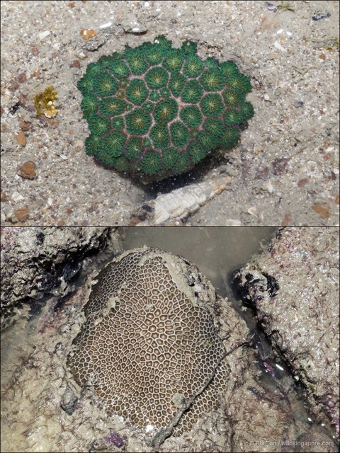 Pseudosiderastrea tayamai • © Ria Tan • All Rights Reserved