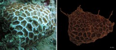 Pseudosiderastrea tayamai • © REL • All Rights Reserved