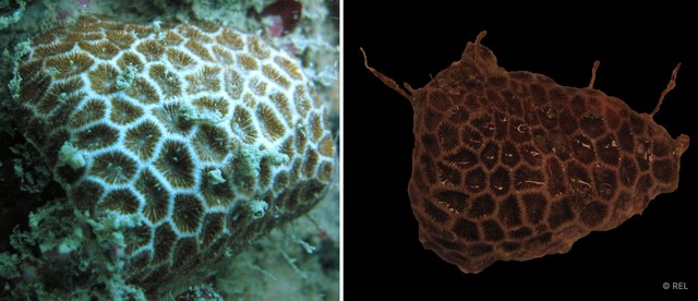 Pseudosiderastrea tayamai