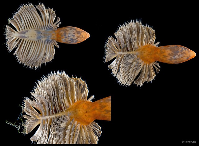 Pennatuloidea sp. "Sea pen 1" • © Rene Ong • All Rights Reserved