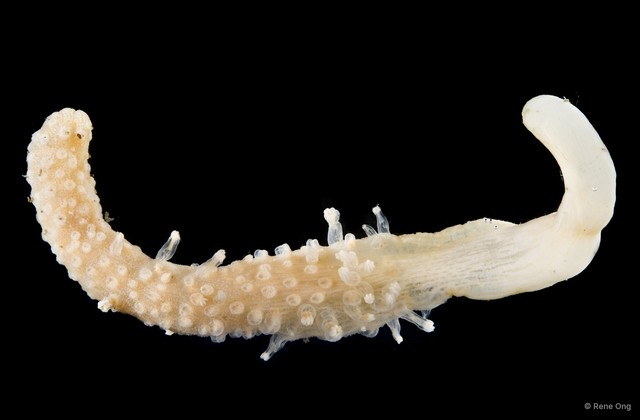 Pennatuloidea sp. "Sea pen 10" • © Rene Ong • All Rights Reserved
