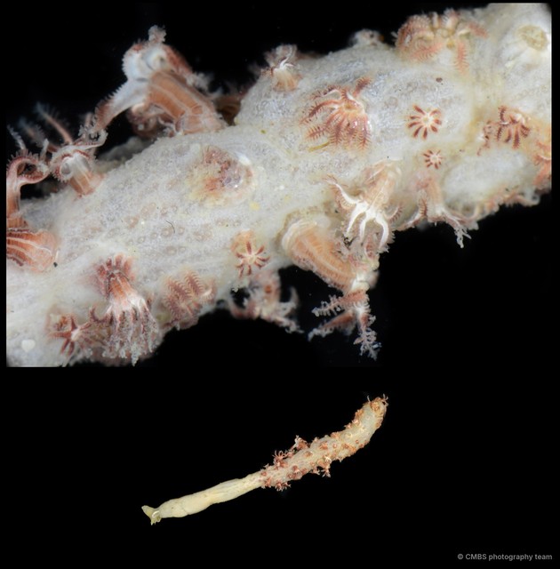 Pennatuloidea sp. "Sea pen 11" • © CMBS photography team • All Rights Reserved