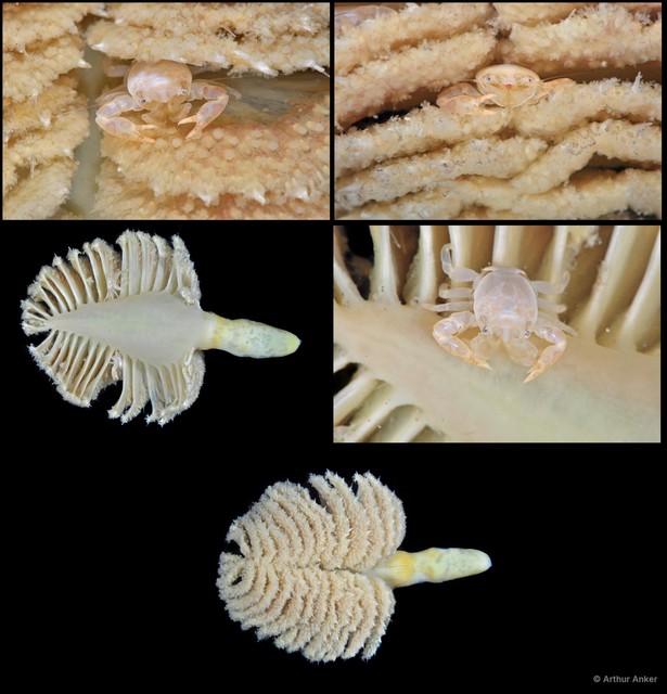 Pennatuloidea sp. "Sea pen 12" • © Arthur Anker • All Rights Reserved