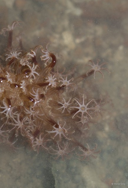 Pennatuloidea sp. "Sea pen 13" • © Rene Ong • All Rights Reserved
