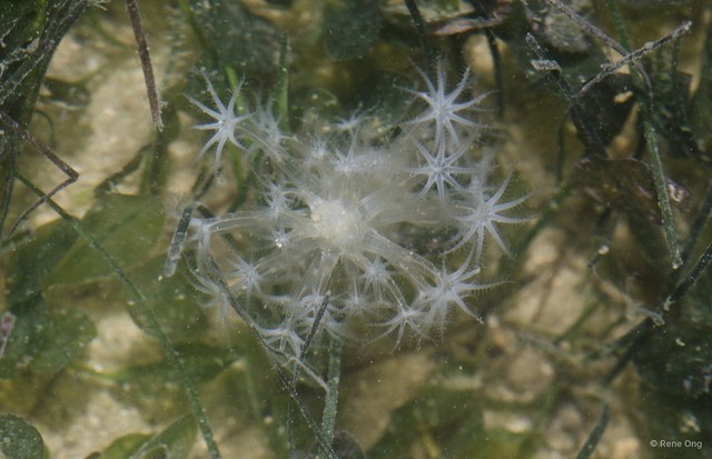 Pennatuloidea sp. "Sea pen 14" • © Rene Ong • All Rights Reserved