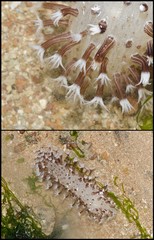 Pennatuloidea sp. "Sea pen 15"