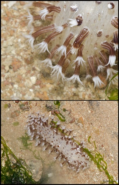 Pennatuloidea sp. "Sea pen 15" • © Rene Ong • All Rights Reserved