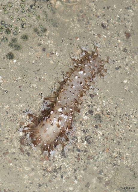 Pennatuloidea sp. "Sea pen 16" • © Rene Ong • All Rights Reserved