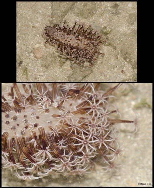 Pennatuloidea sp. "Sea pen 17" • © Rene Ong • All Rights Reserved