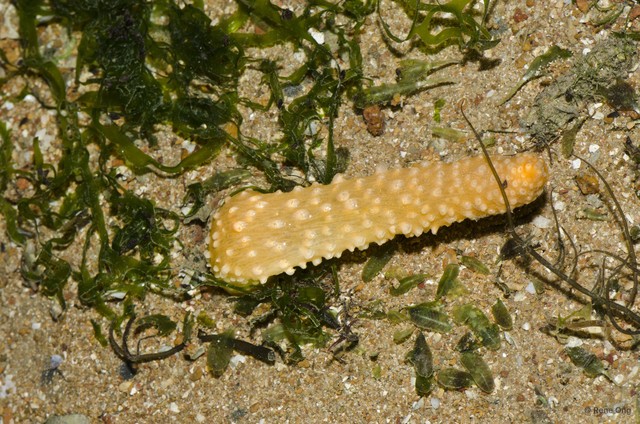 Pennatuloidea sp. "Sea pen 18" • © Rene Ong • All Rights Reserved