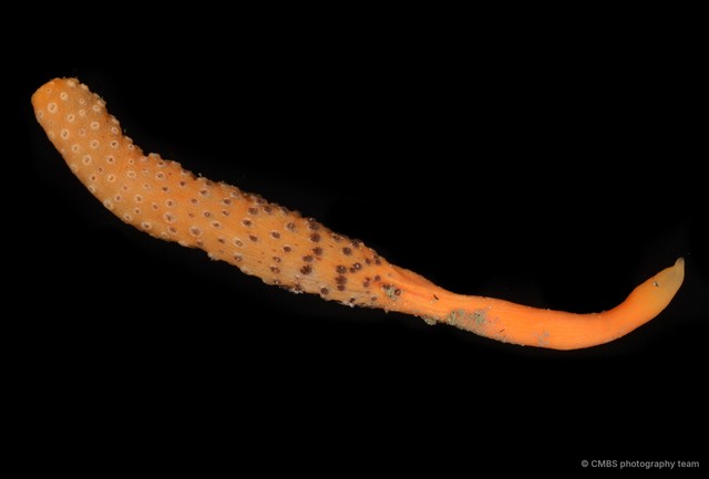Pennatuloidea sp. "Sea pen 2" • © CMBS photography team • All Rights Reserved