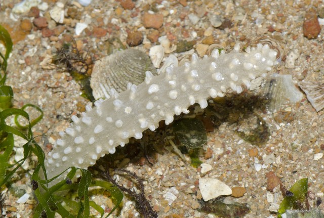 Pennatuloidea sp. "Sea pen 20" • © Rene Ong • All Rights Reserved