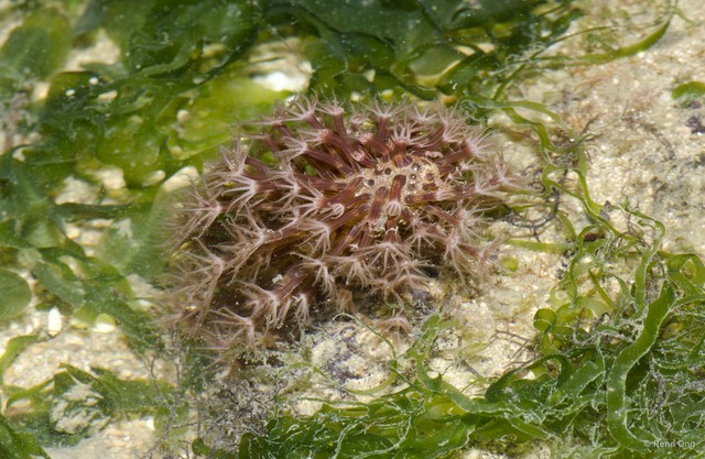 Pennatuloidea sp. "Sea pen 21" • © Rene Ong • All Rights Reserved