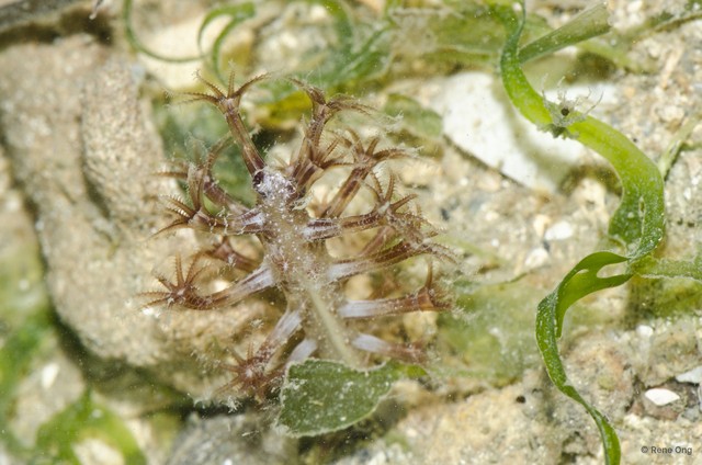 Pennatuloidea sp. "Sea pen 23" • © Rene Ong • All Rights Reserved