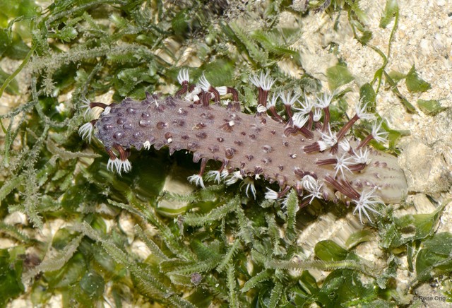 Pennatuloidea sp. "Sea pen 24" • © Rene Ong • All Rights Reserved