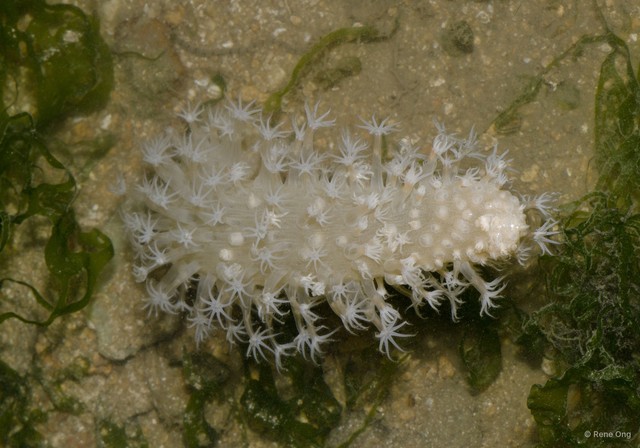 Pennatuloidea sp. "Sea pen 25" • © Rene Ong • All Rights Reserved