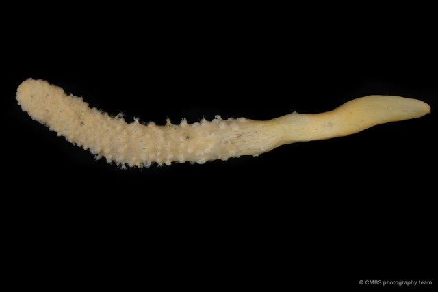 Pennatuloidea sp. "Sea pen 3" • © CMBS photography team • All Rights Reserved