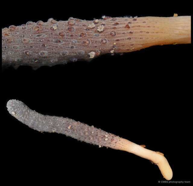 Pennatuloidea sp. "Sea pen 4" • © CMBS photography team • All Rights Reserved