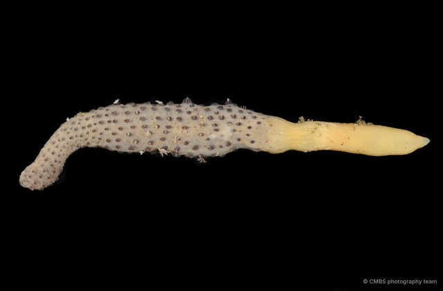 Pennatuloidea sp. "Sea pen 5" • © CMBS photography team • All Rights Reserved