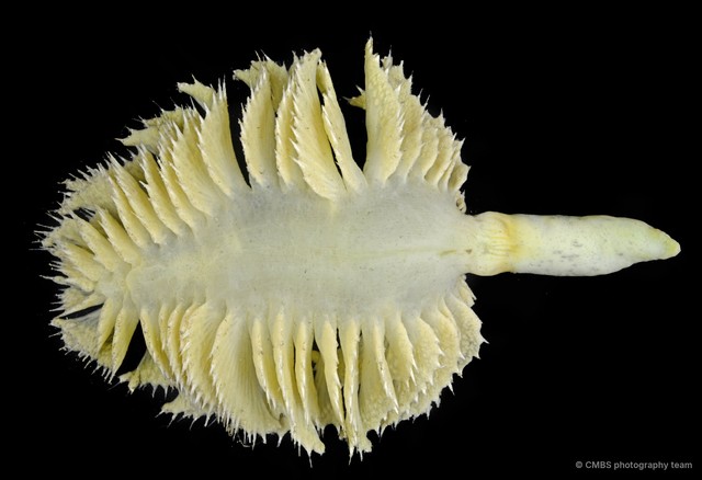 Pennatuloidea sp. "Sea pen 6" • © CMBS photography team • All Rights Reserved