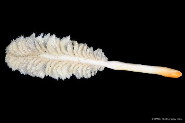 Pennatuloidea sp. "Sea pen 7" • © CMBS photography team • All Rights Reserved