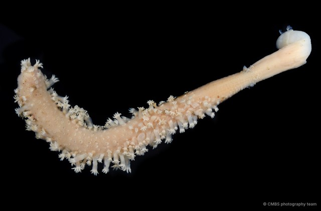 Pennatuloidea sp. "Sea pen 8" • © CMBS photography team • All Rights Reserved
