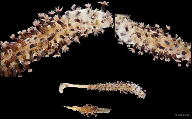 Pennatuloidea sp. "Sea pen 9" • © Rene Ong • All Rights Reserved